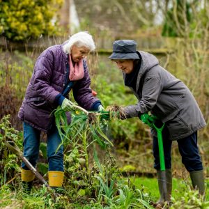 Two older women work together in a garden, pulling up vegetables from the soil. Both are dressed in warm clothing, including jackets, gloves, and rubber boots. One woman holds a green-handled garden fork while the other leans forward to help lift the plants. The garden is lush with greenery and surrounded by a wooden fence and trees.